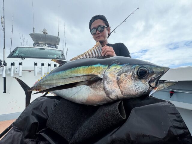 [三重県/ほっぺ毛丸]にて同日にジグキャストでメバチ、トップでキハダをキャッチ！
アングラーの黒岩様よりアンフィニティ78/15・83/14それぞれの釣果報告をいただきました。

【ユーザー釣果報告】
連日サイズの良い群れが三重県に入る中、悪天候続きの時化明けに出船でした。
朝イチから潮も良く流れており、まだ魚が頭上げきらないので、シグキャストでメバチ狙い。風が少しあり糸フケもよく出たので30カウント。
魚の活性も高く、2流し目にヒットしたのはエラワタ込33kgのメバチでした。 
反応がある棚へ確実にジグを落としたい為、ラインは3号、もしくは4号ですが、50〜60kg級の大型メバチがヒットする可能性があったため少ない力でしっかり曲げ込める78/15を選択しました。
実際は潮も効いていた海で想像を超えるメバチの引きの強さにも、ロッド全体のパワーで常に主導権は譲らないファイトができたと実感しました。 

そしてパヤオから港へ向かう帰り際、ベイトボールを追う鳥山を発見、何度かキャストするも喰わない。 ソナー反応を見ていた船長の3時方向コールに合わせてすかさずキャストし、ブラインドの誘い出しで着水後2アクションで勢い良くヒット、エラワタ込37kgのキハダをキャッチできました。
ラインはかなり出されましたが、自分の背丈に合い、トルクのあるキハダとのファイト中も立て続けられる安心感がある83/14。しっかり竿を曲げ込めて、魚に対して確実に負荷を与えられているのが感触的に伝わりました。

シケ明け、タイミングを逃さず的確なタックルセッティングでファイトを制したアングラーの黒岩様、おめでとうございます！また、いつもシービーワン製品をご愛用いただきありがとうございます。