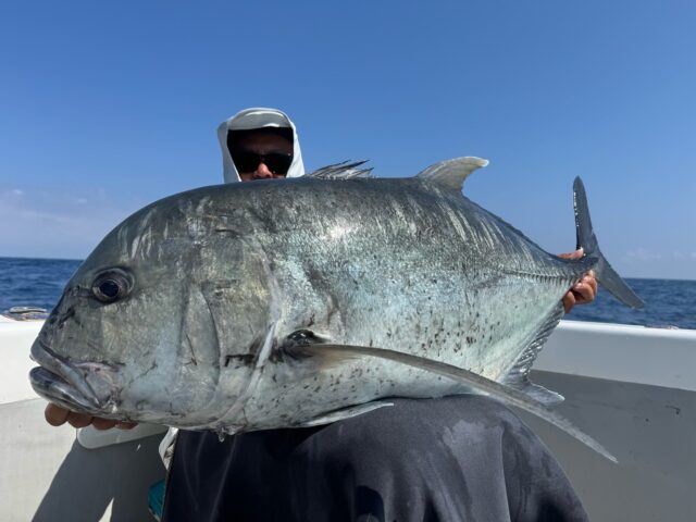[種子島/ライフ]にて[ギラ220]と[バズースリム240]をご使用いただきGTをキャッチ！宮崎県/ムスタの黒木船長よりご報告いただきました。

[ユーザー釣果報告]
<ギラ220>
ショートバイトが多い状況で水面に出しすぎたくなかったためギラを選択。
水面直下でブリブリ動いてくれるので、ギラギラと視覚的なアピールが目立つためかバイトも集中しキャッチできました。

<バズースリム240>
今回の釣行でなかなかバイトが出しづらい場面で、派手すぎない絶妙な泡で誘っているとド派手にバイトしてくれました。
8号でもかなり飛距離が出るのでお気に入りのルアーです。

GTでのギラ使用について以前もスタッフ釣果投稿として報告があったように、海の条件の良い中で魚が海面に出切らない状況や、今回のようなショートバイトが続くような場面で食わせ切るために有効なルアー選択であるご報告をいただきました。
貴重な現場報告とシービーワン製品をご愛用いただきありがとうございました。この度は連続のGTキャッチおめでとうございます！

#cbone